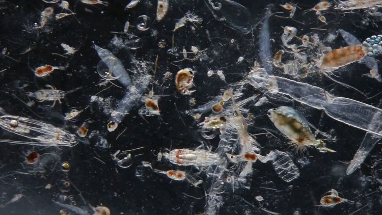 zooplankton in ocean